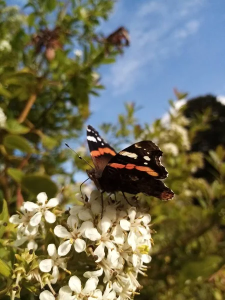 Das Leben Des Schmetterlings — Stockfoto