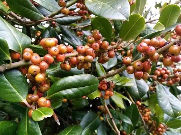 Fruto Naturaleza — Foto de Stock