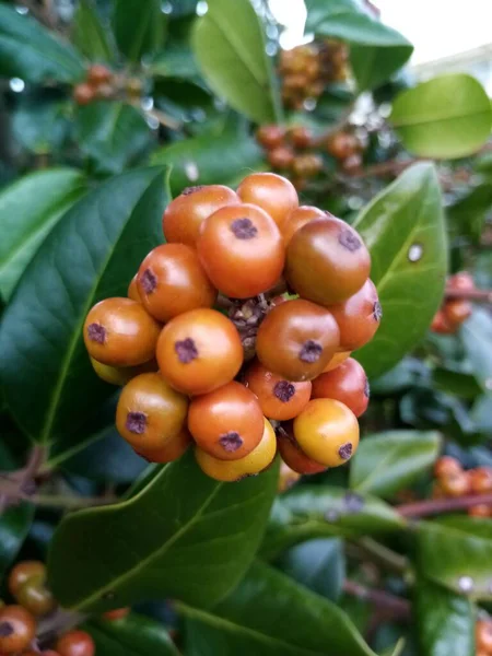 Fruto Natureza — Fotografia de Stock