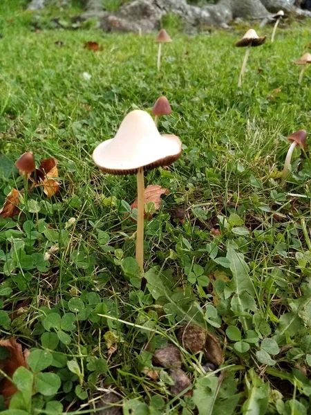 蘑菇来了 — 图库照片