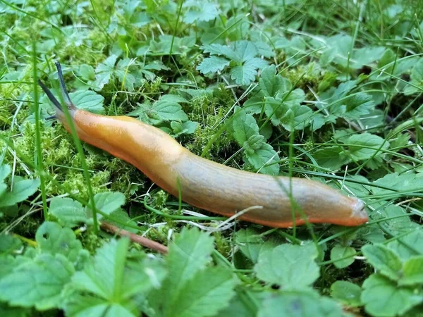 Kruipen Als Een Slak — Stockfoto