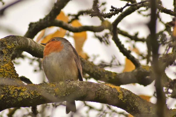 Vida Las Aves — Foto de Stock