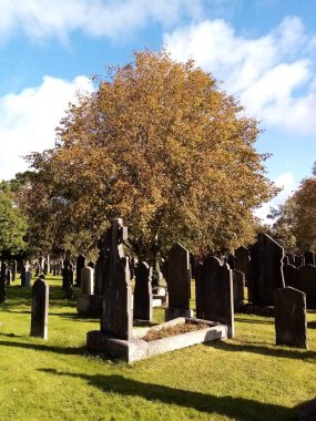 Ağaçların yaşamı