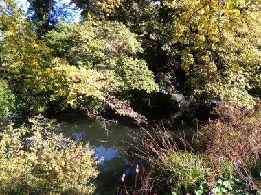 Ağaçların yaşamı