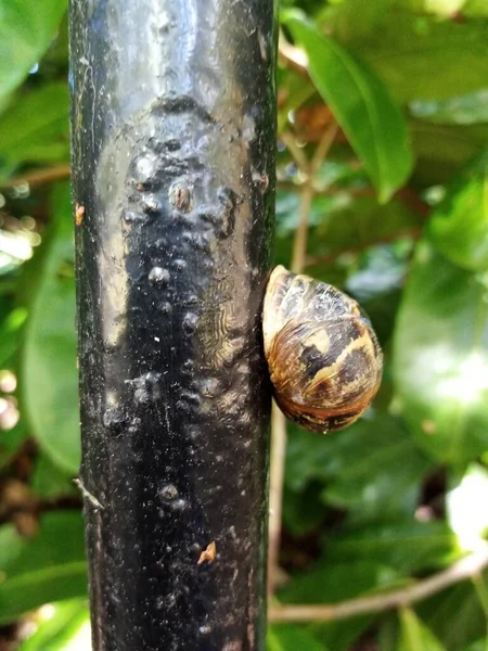 Escargot Sur Poteau — Photo