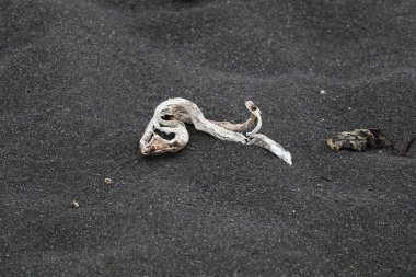 Siyah kumla çelişen sıra dışı şekilli solgun bir tahta parçası.