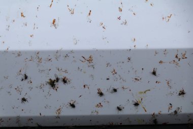 Beyaz bir arabanın ayrıntıları İzlanda 'da Midge sürüsünün içinden geçtikten sonra ölü böceklerle dolu.