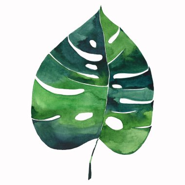 Parlak güzel yeşil bitkisel tropikal harika hawaii çiçek yaz desen tropic palmiye suluboya el illüstrasyon bırakır. Tekstil, duvar kağıtları, arka planlar için mükemmel