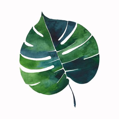 Parlak güzel yeşil bitkisel tropikal harika hawaii çiçek yaz bir tropik palmiye ve desen monstera suluboya el illüstrasyon bırakır. Tekstil, duvar kağıtları, arka planlar için mükemmel