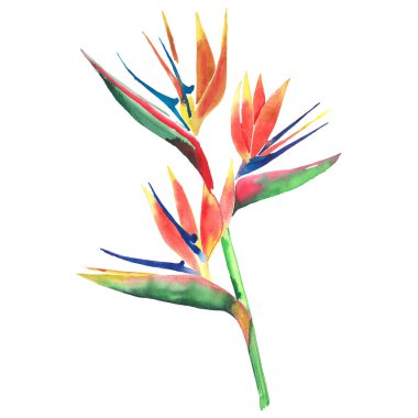 Parlak güzel yeşil çiçek bitkisel tropikal güzel hawaii şirin çok renkli yaz desen bir biftek yeşil palmiye ile tropikal bir sarı çiçekler suluboya el kroki bırakır. Tekstil için mükemmel