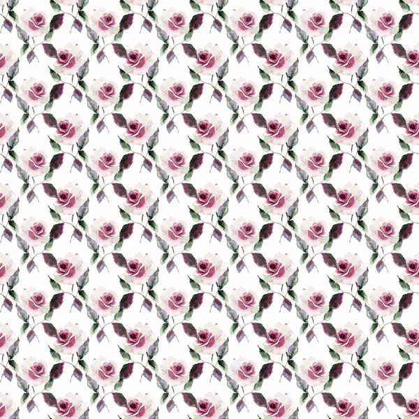 Ярко Фиолетово Фиолетово Красно Розовая Весенняя Травяная Роза Бутонами Зелеными — стоковое фото