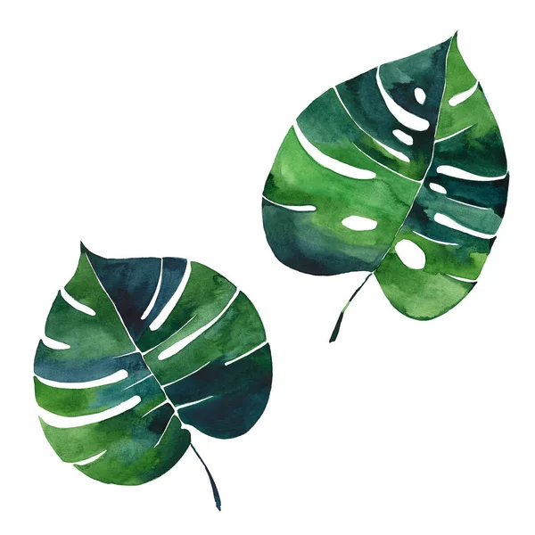 Два Прекрасных Яркие Красивые Зеленые Травяные Тропические Прекрасные Гавайи Цветочный — стоковое фото