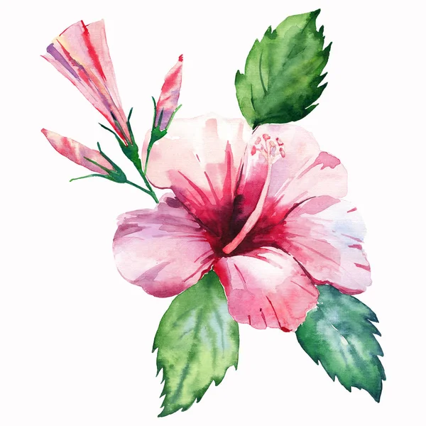 Plantes Vertes Tropicales Merveilleux Hawaii Floral Été Tropique Rose Fleur — Photo