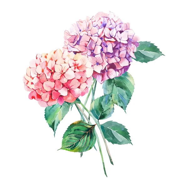 Güzel parlak şık sonbahar harika renkli yumuşak yumuşak pembe bitkisel çiçek ortanca çiçek yeşil yaprakları desen suluboya el çizim ile. Mükemmel tebrik kartı, tekstil, duvar kağıtları için