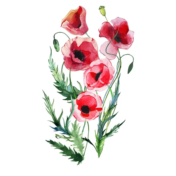 Gyönyörű Fényes Szép Nyári Őszi Gyógynövényes Virágos Piros Pipacsok Virágok — Stock Fotó