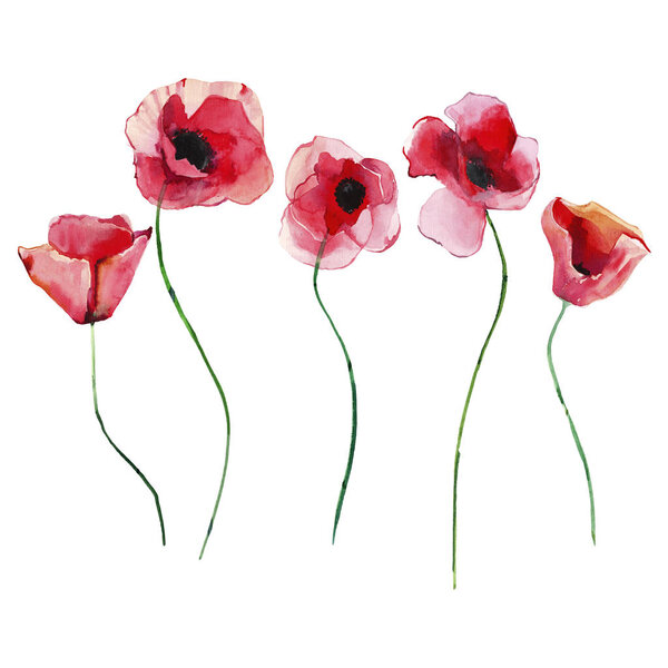 Beautiful bright lovely tender summer herbal floral red poppies flowers with green leaves watercolor hand illustration. Идеально подходит для поздравительных открыток, текстиля, обоев, баннеров
