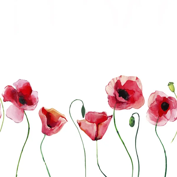 Csodálatos Szép Fényes Nyári Őszi Gyógynövényes Virágos Piros Pipacsok Virágok — Stock Fotó