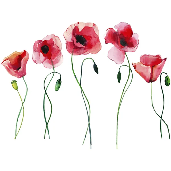 Fényes Szép Csodálatos Nyári Őszi Gyógynövényes Virágos Piros Pipacsok Virágok — Stock Fotó