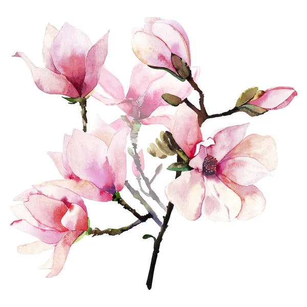 美丽可爱的柔嫩的草药美妙的花香夏季花束粉红色的日本木兰花水彩画手插图 适用于纺织品 邀请函 包装纸 电话亭 — 图库照片