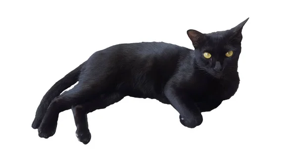 Black Cat Isolated White Background — Stock Photo, Image