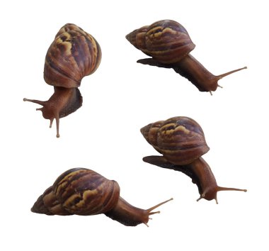 Beyaz arka plan üzerinde izole salyangoz kümesi