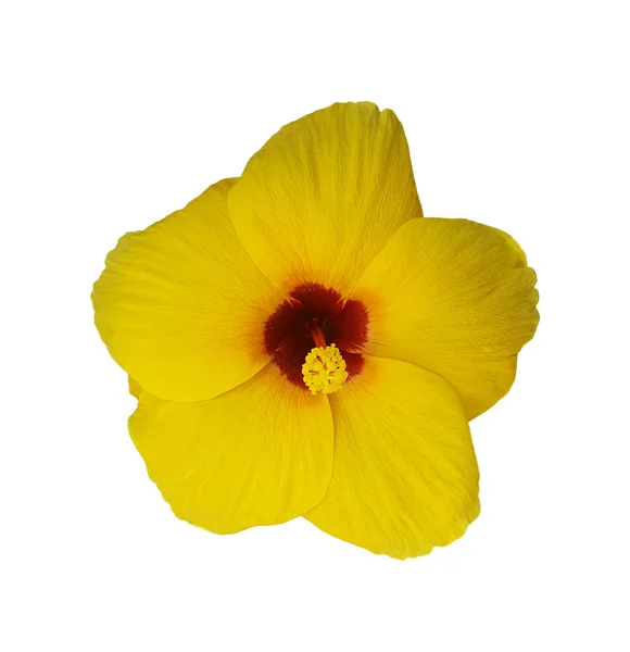 Flor Amarela Hibisco Isolada Sobre Fundo Branco — Fotografia de Stock