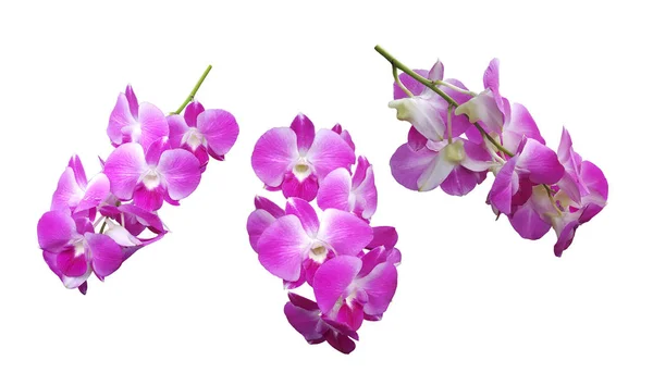 Sada Fialová Orchidej Izolovaných Bílém Pozadí — Stock fotografie