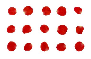 Beyaz arka plan üzerinde izole kırmızı gül yaprakları