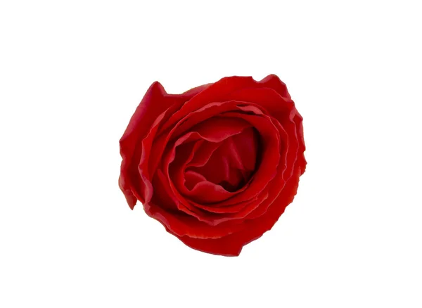 Rosa Vermelha Isolada Fundo Branco Foco Seletivo — Fotografia de Stock