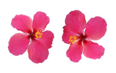 pembe çiçek beyaz arka plan üzerinde izole Hibiscus rosa sinensis