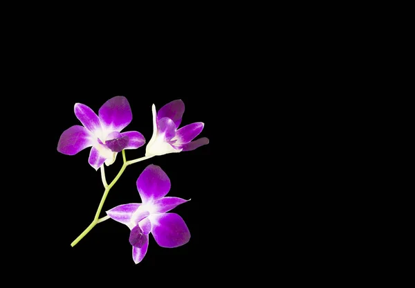 Orchidées Pourpres Isolées Sur Fond Noir — Photo