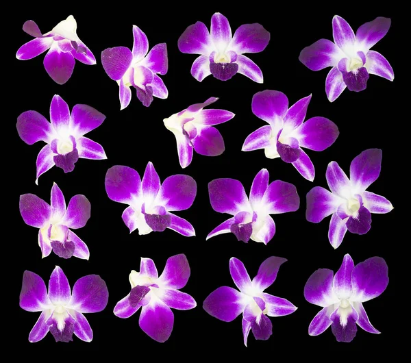 Orquídeas Púrpuras Aisladas Sobre Fondo Negro — Foto de Stock