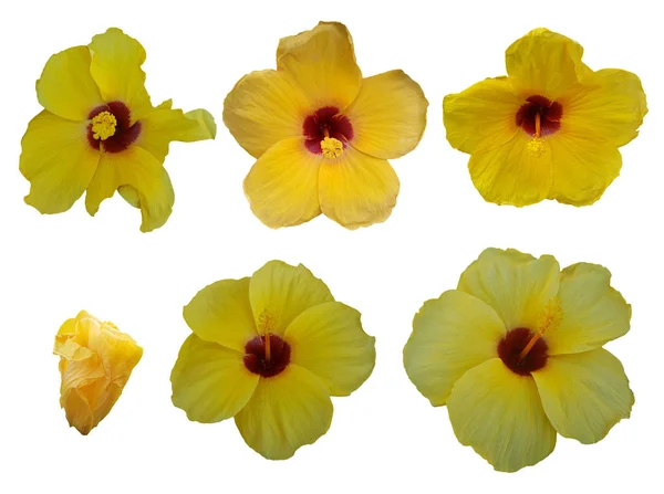 Conjunto Flores Amarillas Hibisco Aisladas Sobre Fondo Blanco — Foto de Stock