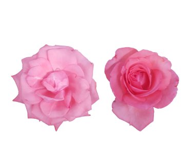 Pembe Gül beyaz arkaplanda izole edildi