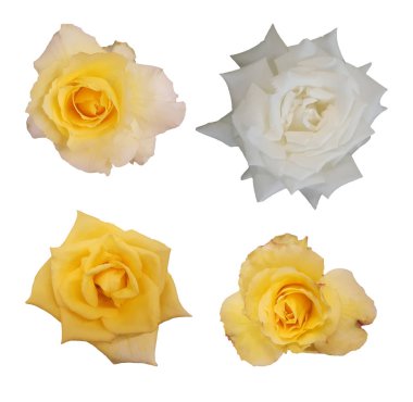 gül izole üzerinde beyaz arka plan kümesi