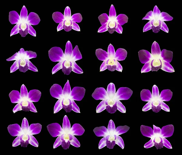Conjunto Orquídeas Ramas Púrpuras Aisladas Sobre Fondo Blanco — Foto de Stock