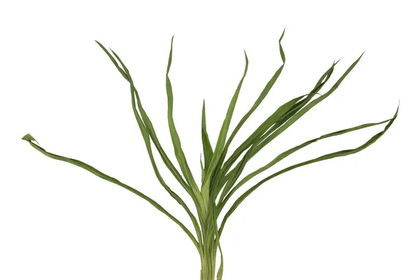 Feuilles Pandanus Isolées Sur Fond Blanc — Photo