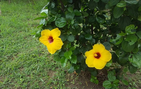 Gule Hibiscus Blomster Haven Selektiv Fokus - Stock-foto