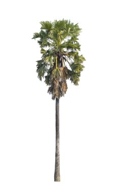 Beyaz arka plan üzerinde seçici odak izole şeker palm