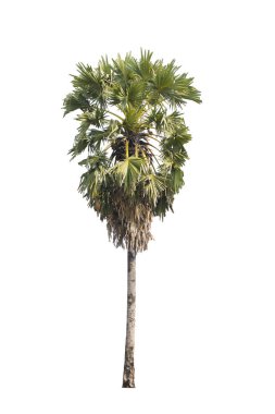 Beyaz arka plan üzerinde seçici odak izole şeker palm