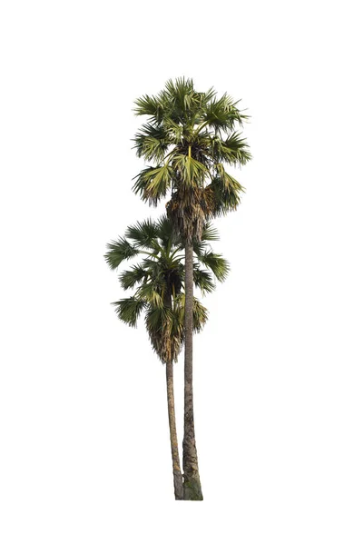 Cukru Palmowego Izolowana Białym Tle Selektywny Fokus — Zdjęcie stockowe