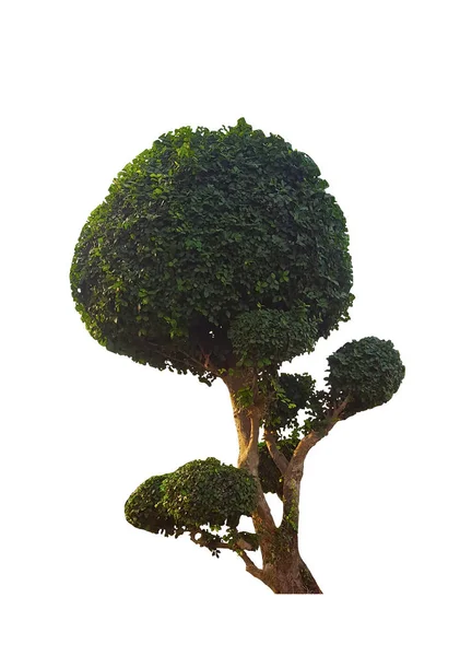 Bonsai Árvore Isolada Fundo Branco Foco Seletivo — Fotografia de Stock
