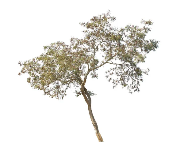 Δέντρο Απομονωθεί Λευκό Φόντο — Φωτογραφία Αρχείου