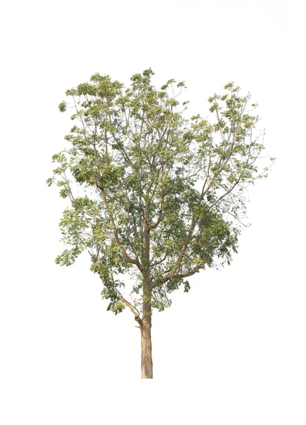 Albero Isolato Sfondo Bianco — Foto Stock