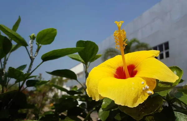 Żółty Kwiat Hibiskusa Ogrodzie Selektywny Fokus — Zdjęcie stockowe