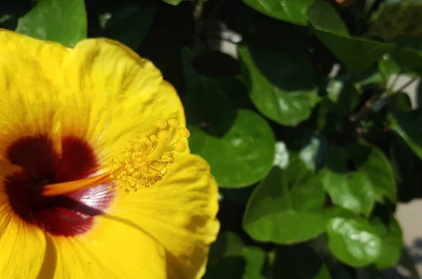 Flores Amarillas Hibisco Jardín Enfoque Selectivo — Foto de Stock