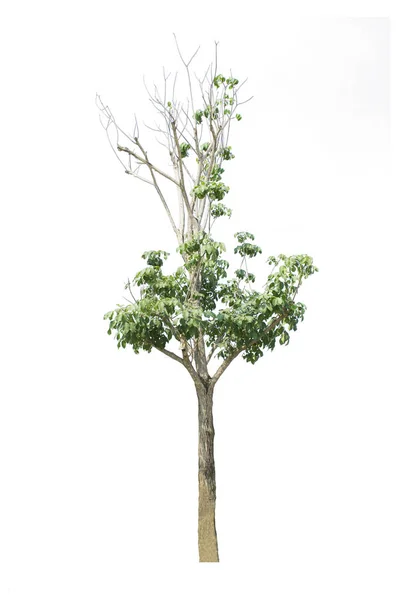 Árbol Aislado Sobre Fondo Blanco — Foto de Stock