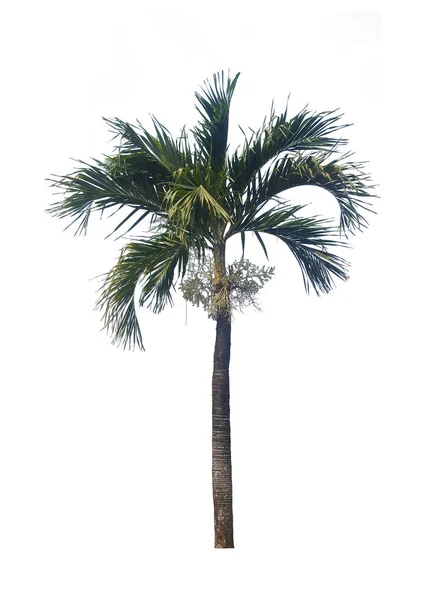 Palma Isolata Sfondo Bianco — Foto Stock