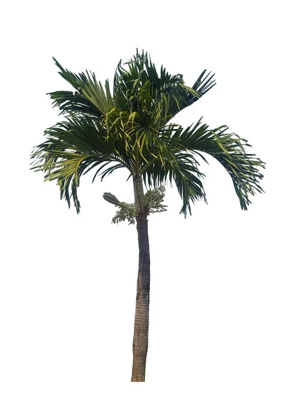 Palmera Aislada Sobre Fondo Blanco —  Fotos de Stock