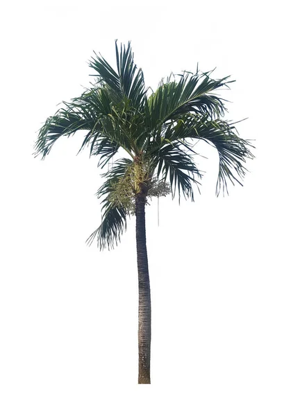 Palmera Aislada Sobre Fondo Blanco —  Fotos de Stock